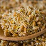 جوانه گندم و راز جوانی؛ آنتی اکسیدان های طبیعی با اثر ضد پیری