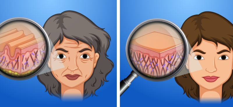 خون جوان و راز بازسازی پوست سالمندان؛ از افسانه تا علم