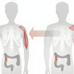 تحلیل عضلات از میانسالی؛ شناخت و پیشگیری از سارکوپنی