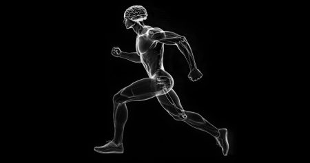 اوج توانایی جسمانی انسان در 35 سالگی و روند طبیعی کاهش پس از آن