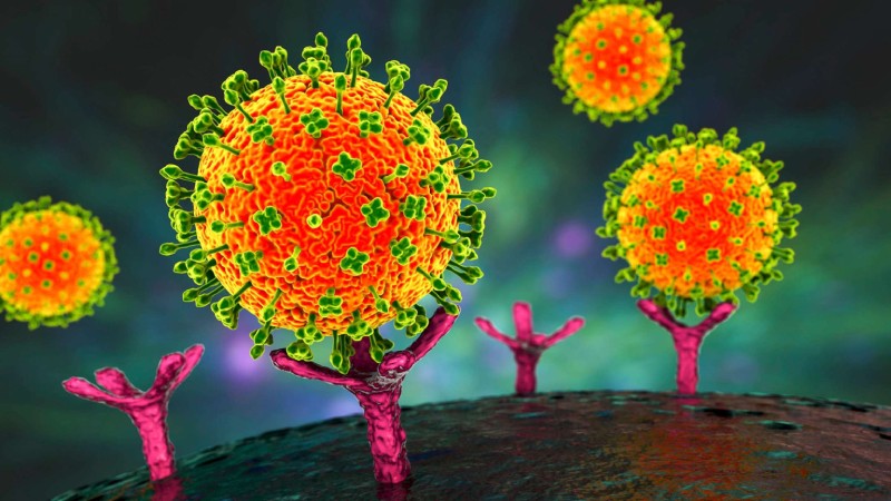 ویروس نیپا چیست؟ آخرین گزارش ابتلا در هند