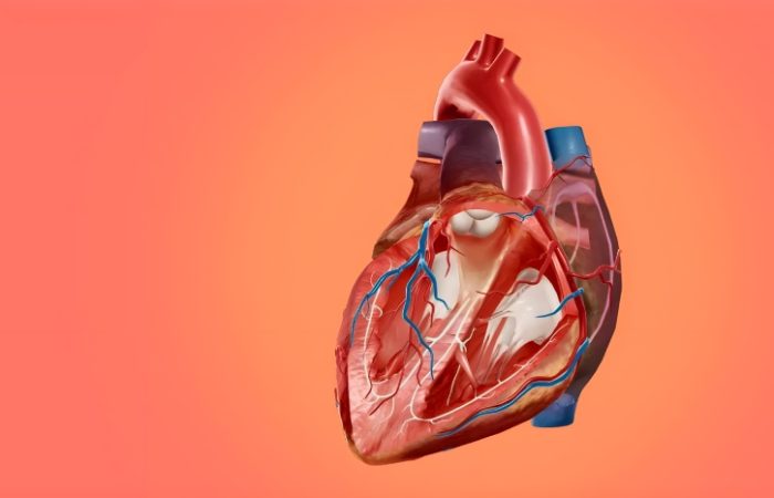 بیماری دریچه قلب چیست؟ علائم، عوامل خطر و راهکارهای پیشگیری و درمان