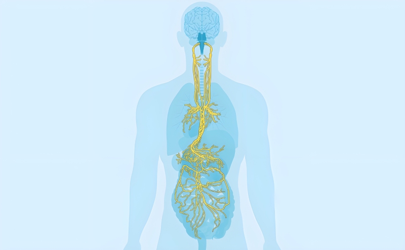 عصب واگ؛ مسیر ارتباطی مغز و روده